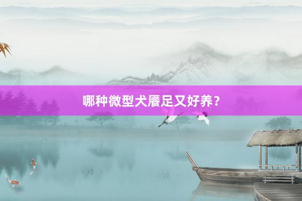 哪种微型犬餍足又好养？